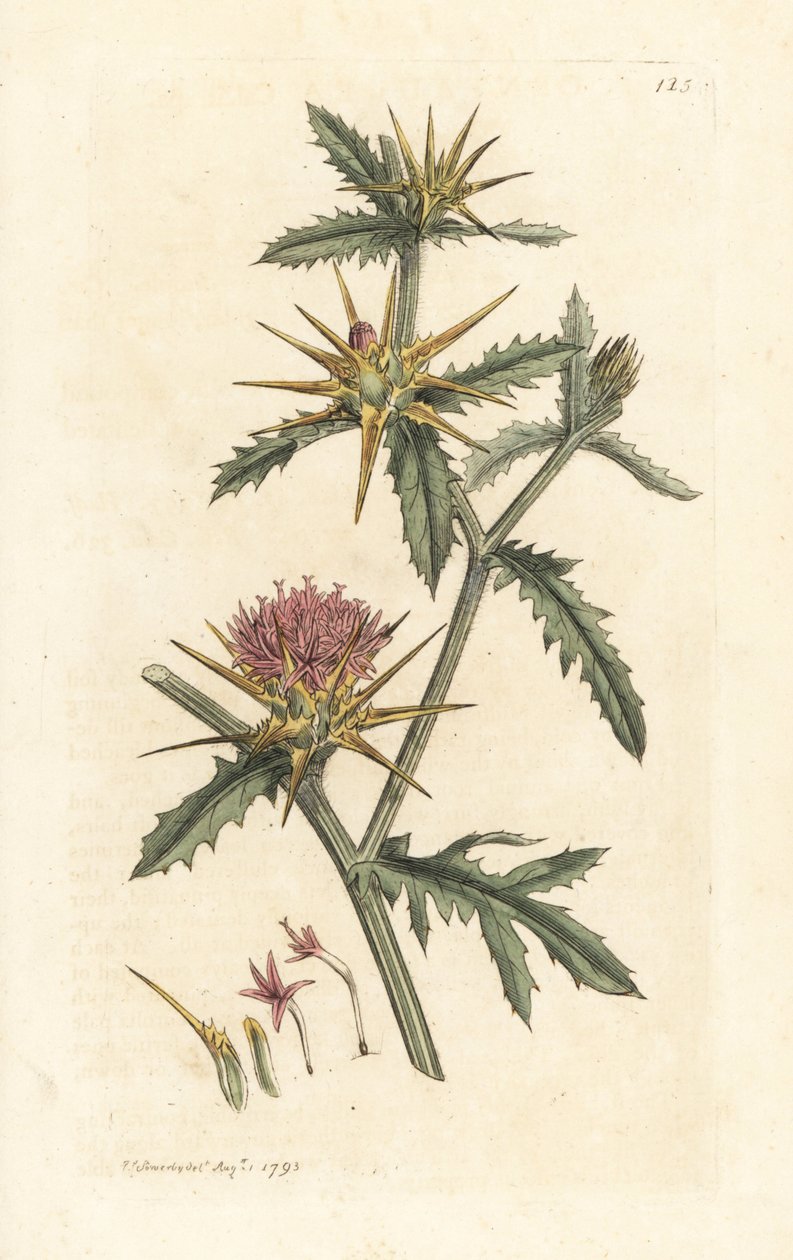 Cardo estrellado, Centaurea calcitrapa (Centauree hatchback, Centauree etoilee o Star Thistle) Grabado en cobre coloreado a mano según una ilustración de James Sowerby de James Smith