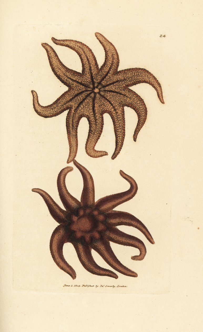 Estrella solar púrpura, Solaster endeca (Estrella de mar de nueve rayos, Asterias endeca). Grabado en cobre coloreado a mano por James Sowerby de The British Miscellany, or Coloured figures of new, rare, or little known animal subjects. de James Sowerby