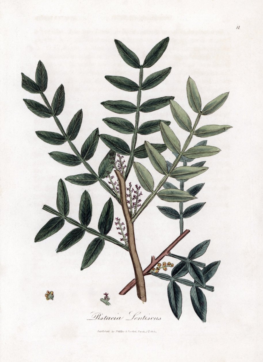 Putty tree or lentiscus pistachio - Árbol de la masilla, Pistacia lentiscus. Grabado en cobre coloreado a mano a partir de una ilustración botánica de James Sowerby de "Botánica Médica" de William Woodville y Sir William Jackson Hooker, John Bohn, Londres. de James Sowerby