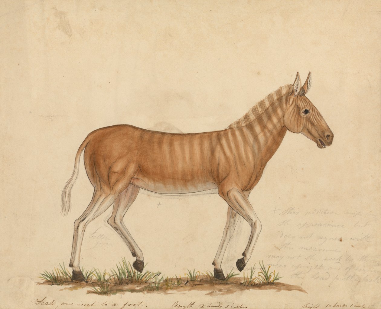 Cebra Quagga de James Sowerby