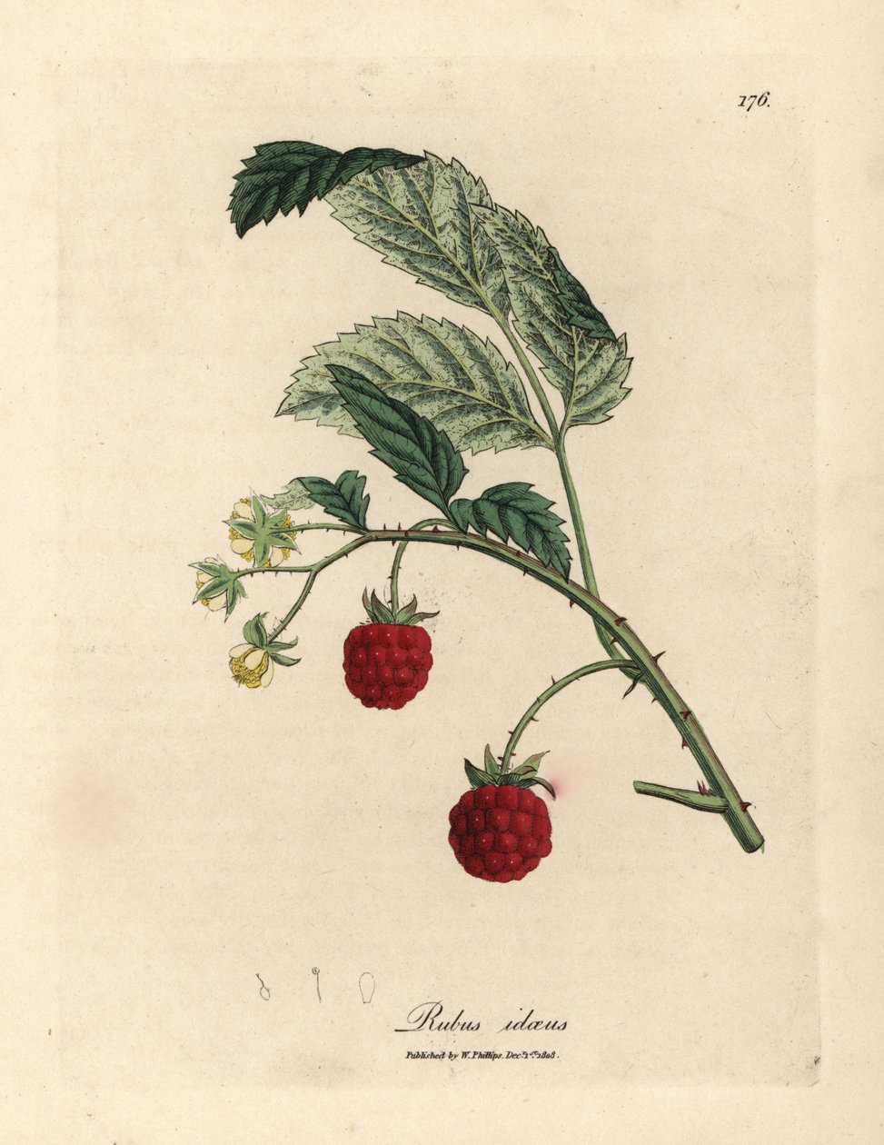 Arbusto de frambuesas con frutos maduros y flores amarillas, Rubus idaeus de James Sowerby