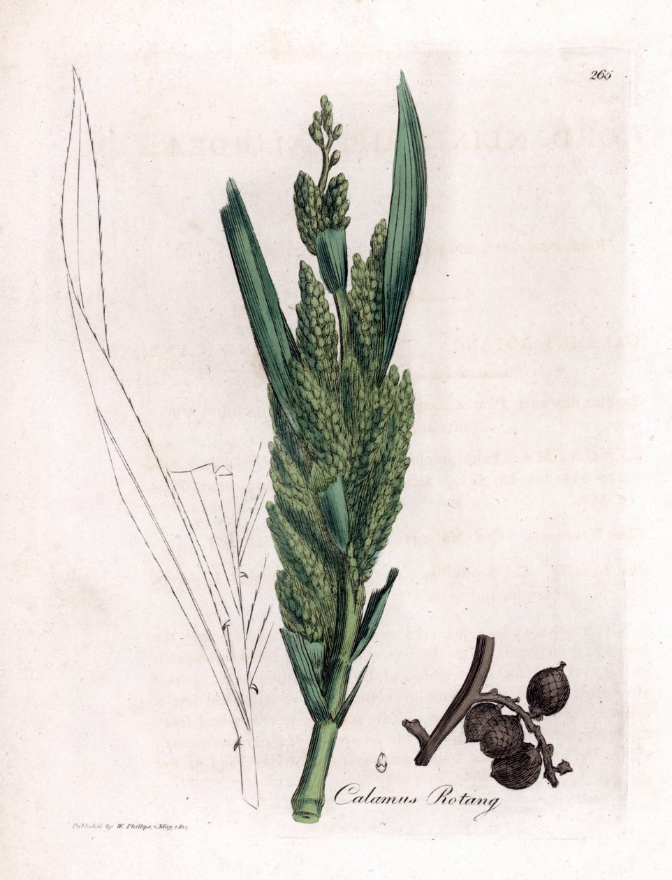 Palmera de ratán - Caña rotang, Calamus rotang. Grabado en cobre coloreado a mano a partir de una ilustración botánica de James Sowerby extraída de "Medical Botany" de William Woodville y Sir William Jackson Hooker, John Bohn, Londres. de James Sowerby