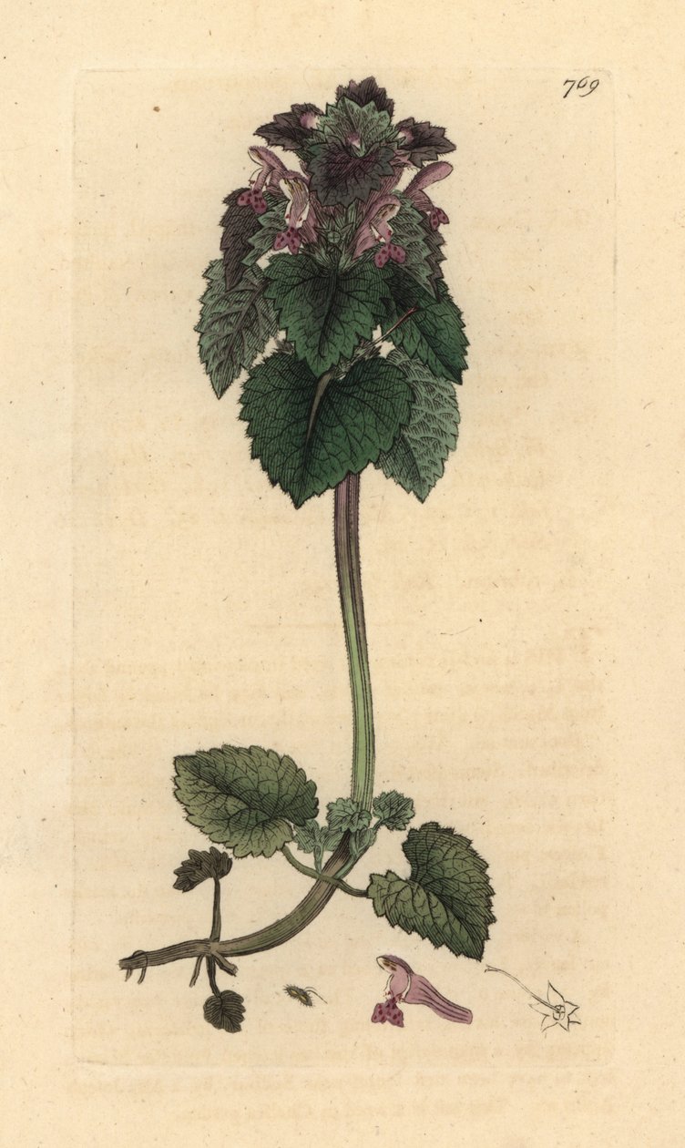 Red deadnettle, Lamium purpureum Grabado en cobre coloreado a mano según un dibujo de James Sowerby para English Botany de James Smith. de James Sowerby