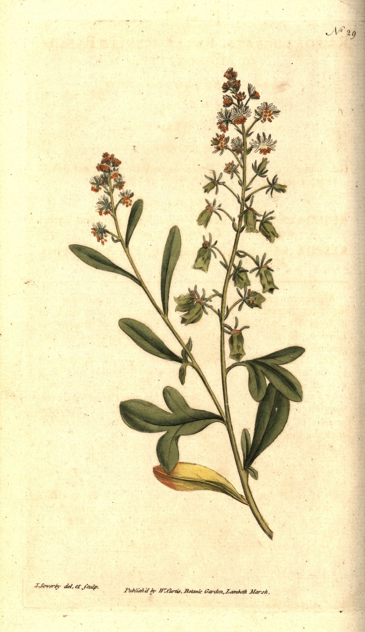 Reseda odorante - Reseda odorante o mignonette, Reseda odorata. Grabado en cobre coloreado a mano e ilustración botánica de James Sowerby de The Botanical Magazine de William Curtis, Lambeth Marsh, Londres. de James Sowerby