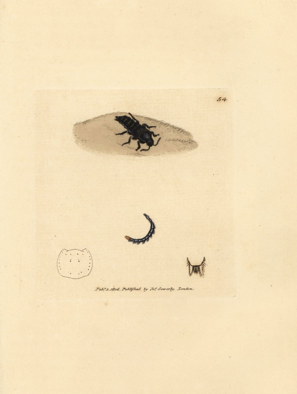 Escarabajo Rove, Velleius dilatatus (Estafilino de cuernos dentados, Staphylinus concolor). Grabado en cobre coloreado a mano por James Sowerby de The British Miscellany, or Coloured figures of new, rare, or little known animal subjects. de James Sowerby