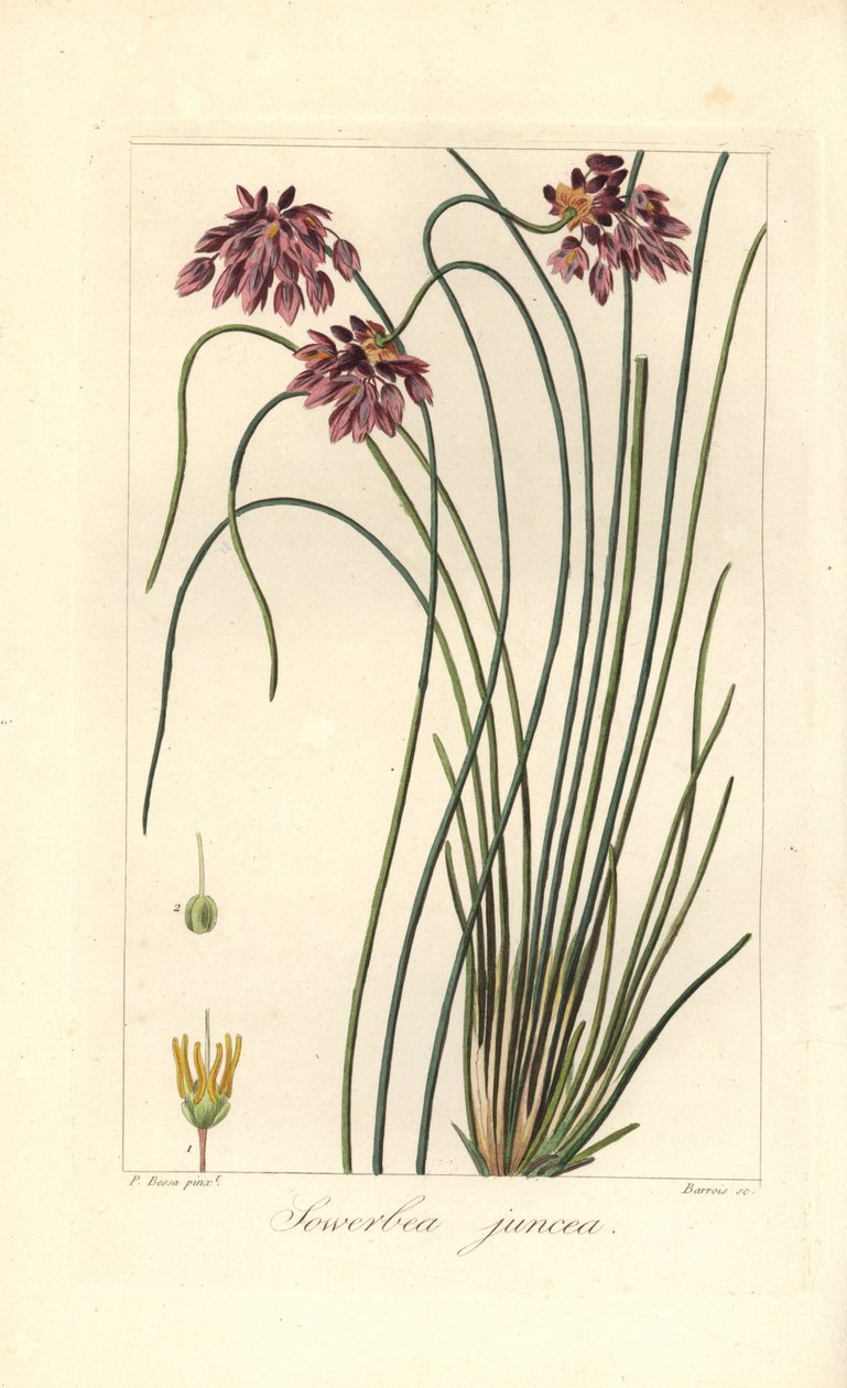 Lirio de los prados, Sowerbaea juncea, originario de Australia. Lleva el nombre del artista botánico James Sowerby. Grabado a mano sobre cobre por Barrois a partir de una ilustración botánica de Pancrace Bessa del "Herbier General de l
