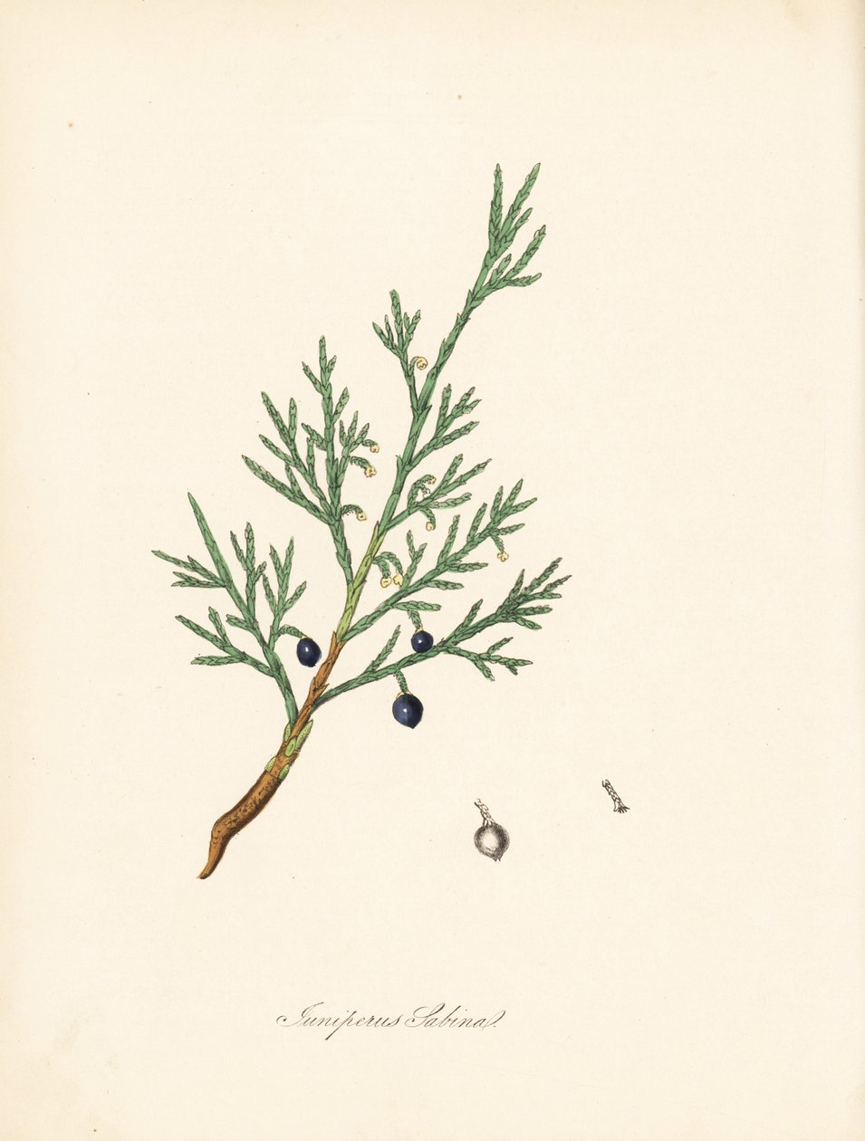 Sabina - Sabina común o sabina albar, Juniperus sabina. Tomado de una ilustración de James Sowerby de "Botánica Médica" de William Woodville y Sir William Jackson Hooker. Zincografía coloreada a mano de C. Chabot dibujada por Miss M. A. Burnett a partir de de James Sowerby