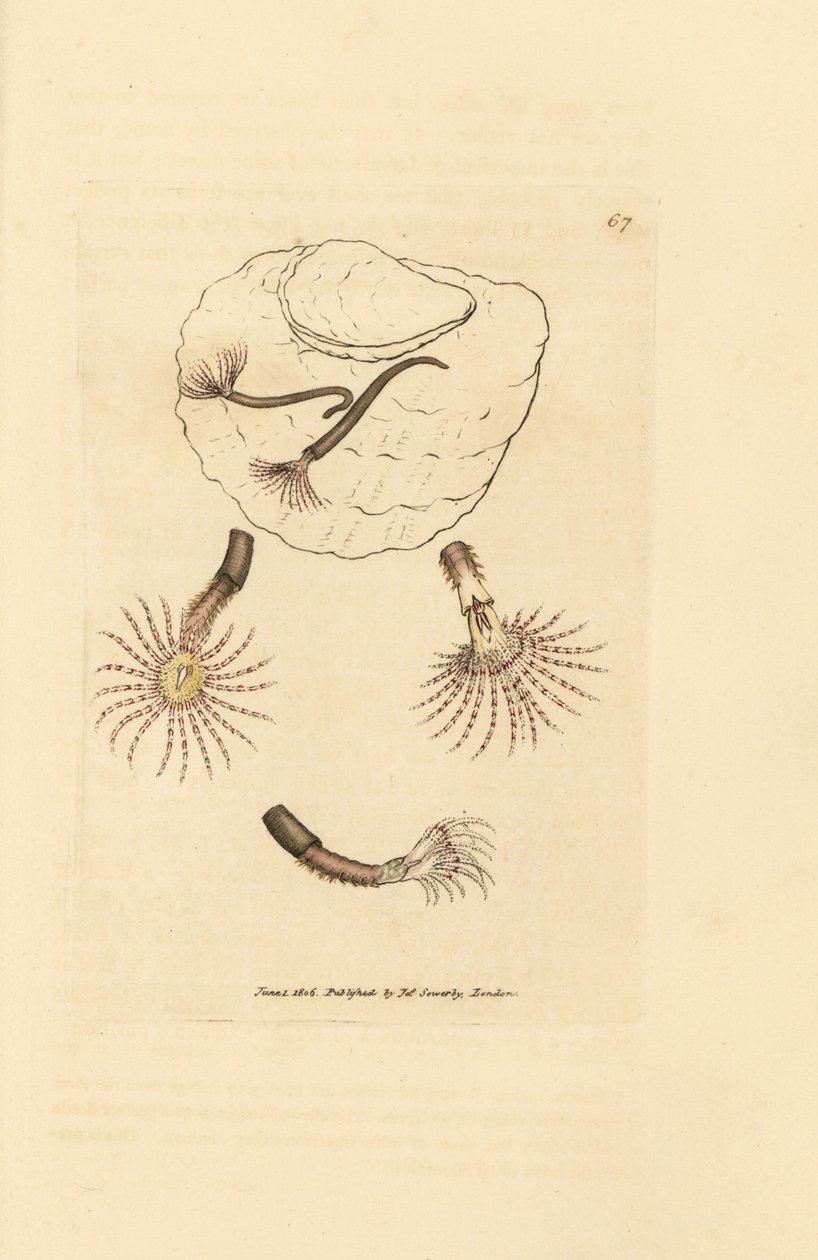 Gusano de arena con antenas carmesí, Amphitrite rosea. Grabado en cobre coloreado a mano por James Sowerby de The British Miscellany, or Coloured figures of new, rare, or little known animal subjects. de James Sowerby