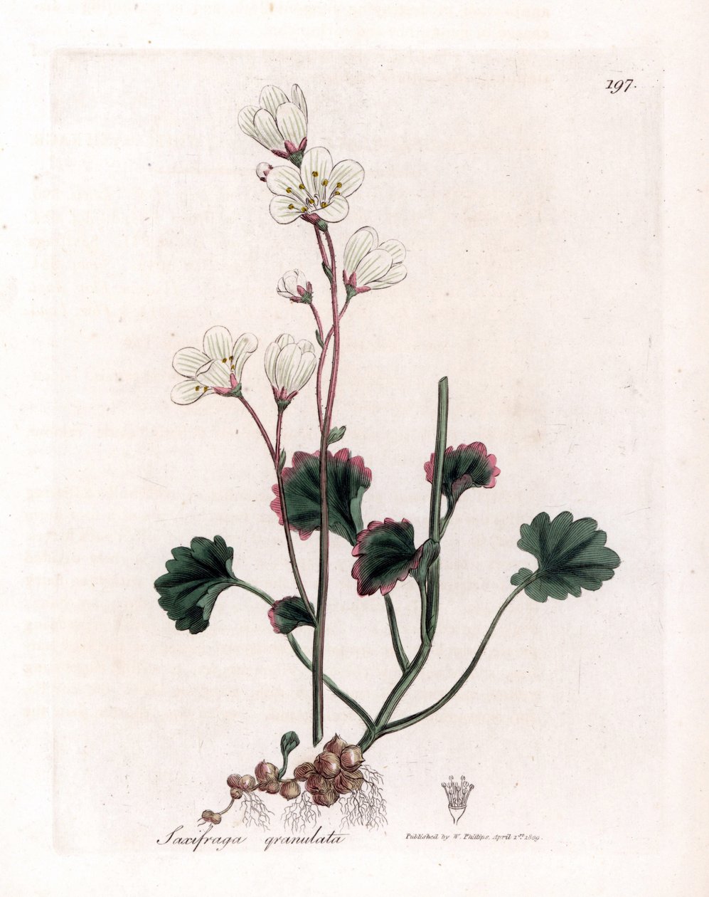 Saxifrage granulee o bulbbles - Saxifraga blanca, Saxifraga granulata. Grabado en cobre coloreado a mano de una ilustración botánica de James Sowerby extraída de "Medical Botany" de William Woodville y Sir William Jackson Hooker, John Bohn, Londres. de James Sowerby