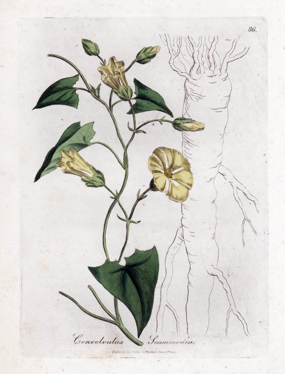 Scamonee - Enredadera escamosa, Convolvulus scammonia. Grabado en cobre coloreado a mano de una ilustración botánica de James Sowerby de la obra de William Woodville y Sir William Jackson Hooker "Medical Botany", John Bohn, Londres. de James Sowerby