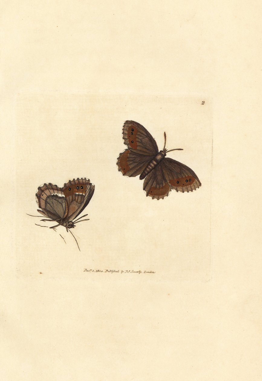 Mariposa Argus escocesa, Erebia aethiops (Papilio blandina). Grabado en cobre coloreado a mano por James Sowerby de The British Miscellany, or Coloured figures of new, rare, or little known animal subjects. de James Sowerby