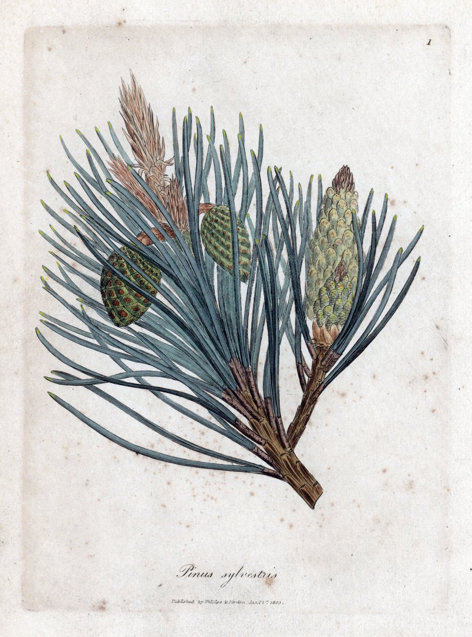 Pino silvestre - Abeto escocés o pino silvestre, Pinus sylvestris. Grabado en cobre coloreado a mano a partir de una ilustración botánica de James Sowerby de la obra "Medical Botany" de William Woodville y Sir William Jackson Hooker, John Bohn, Londres. de James Sowerby