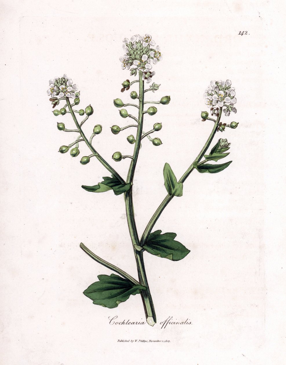 Cochlearia officinalis. Grabado en cobre coloreado a mano de una ilustración botánica de James Sowerby extraída de "Medical Botany" de William Woodville y Sir William Jackson Hooker, John Bohn, Londres. de James Sowerby