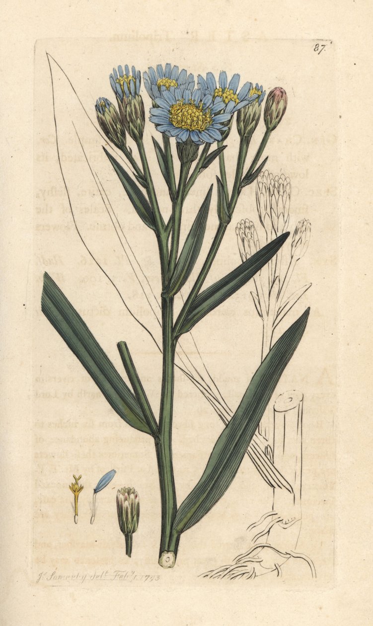 Sea aster, Tripolium pannonicum subsp. tripolium (Aster tripolium) (Aster marítimo) Grabado en cobre coloreado a mano según una ilustración de James Sowerby de James Smith