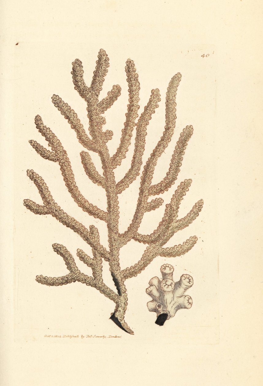 Abanico de mar, especie Gorgonia (¿Gorgonia esbelta, Gorgonia viminalis?). Grabado en cobre coloreado a mano por James Sowerby de The British Miscellany, or Coloured figures of new, rare, or little known animal subjects. de James Sowerby