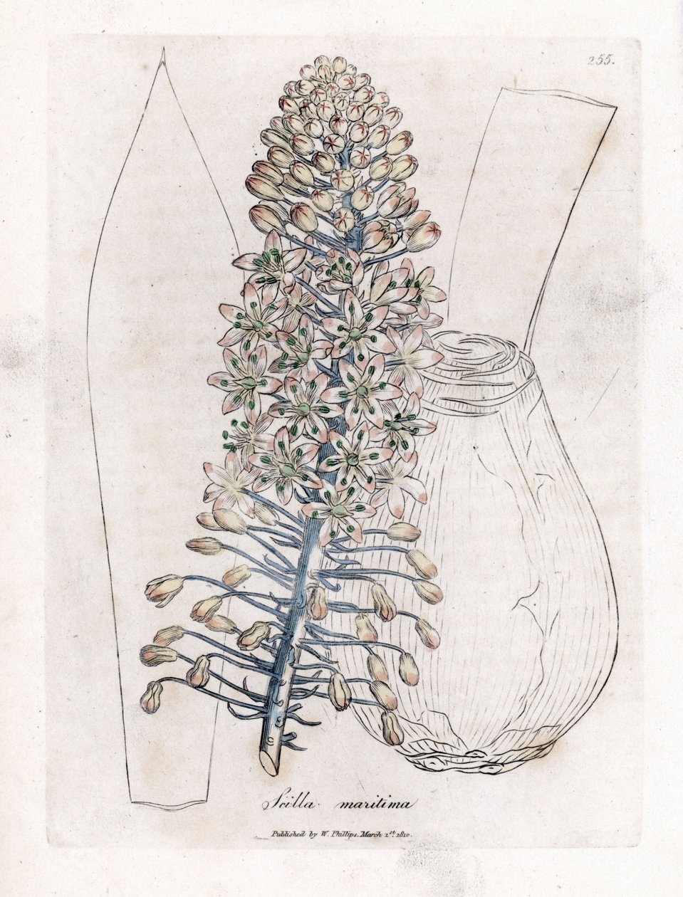 Cebolla de mar, Drimia maritima. Grabado en cobre coloreado a mano de una ilustración botánica de James Sowerby extraída de la obra de William Woodville y Sir William Jackson Hooker "Medical Botany", John Bohn, Londres. de James Sowerby