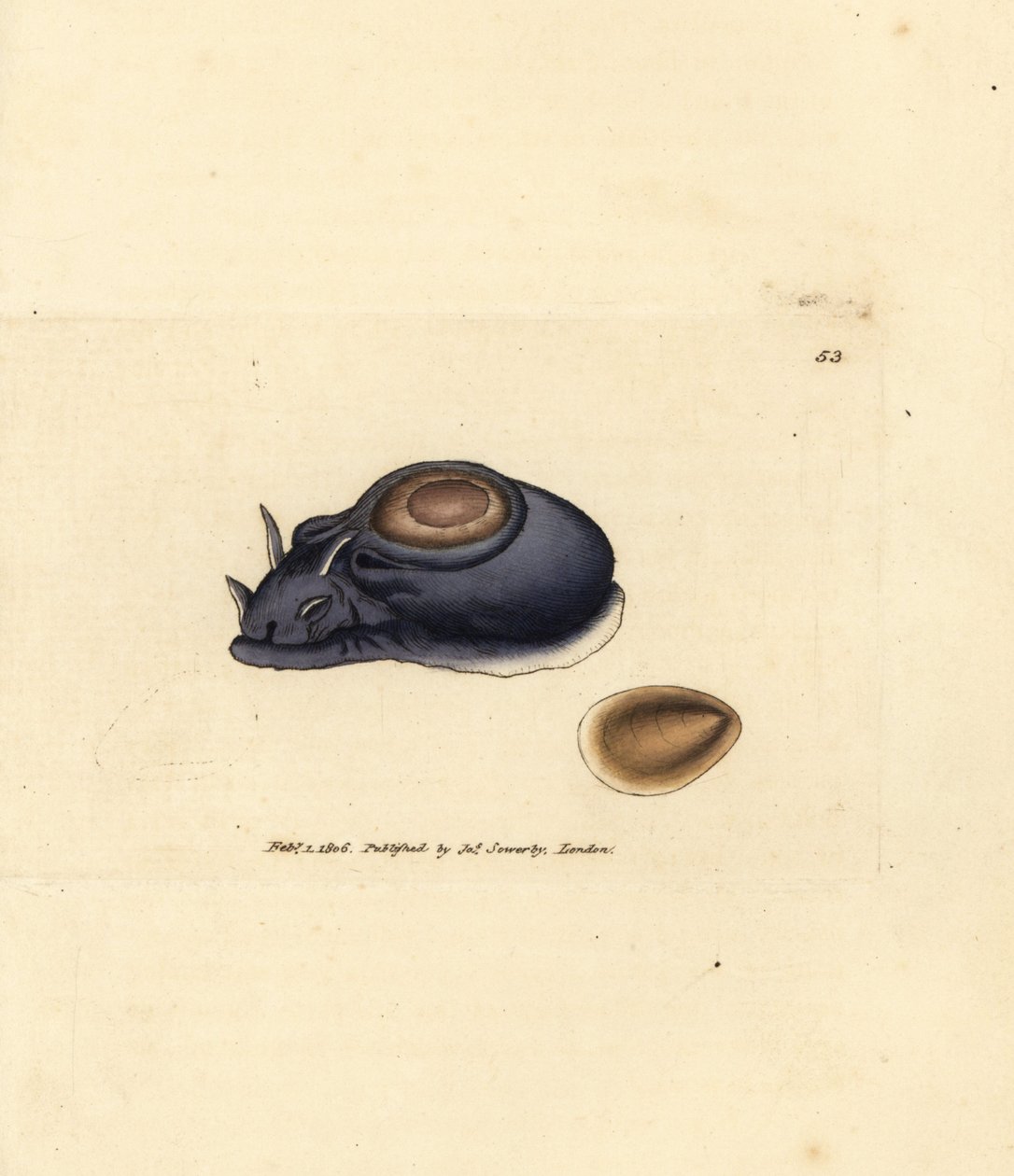 Babosa de mar o liebre de mar, Aplysia punctata (Aplysia hybrida). Grabado en cobre coloreado a mano por James Sowerby de The British Miscellany, or Coloured figures of new, rare, or little known animal subjects. de James Sowerby