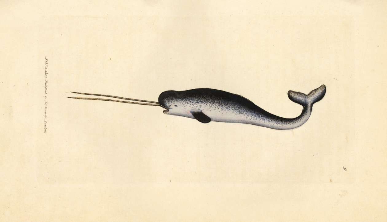 Unicornio marino o narval, Monodon monoceros. Raro ejemplar con colmillos dobles. Grabado en cobre coloreado a mano por James Sowerby de The British Miscellany, or Coloured figures of new, rare, or little known animal subjects. de James Sowerby