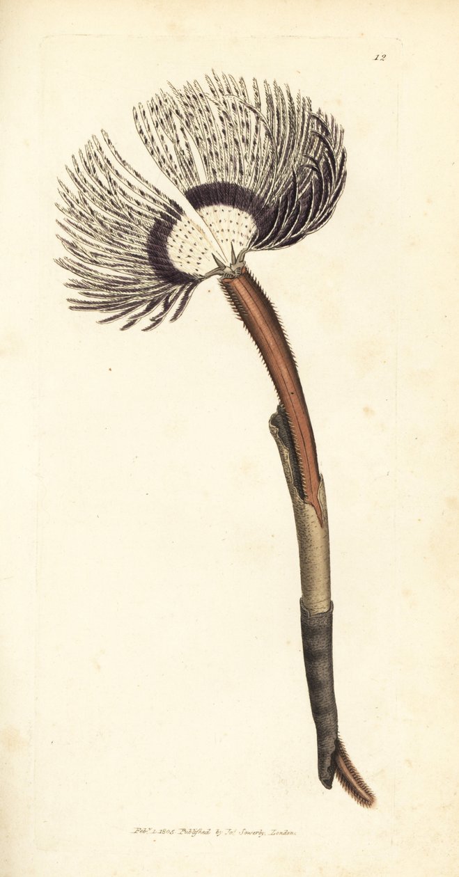 Gusano de mar, Amphitrite ventilabrum. Grabado en cobre coloreado a mano por James Sowerby de The British Miscellany, or Coloured figures of new, rare, or little known animal subjects. de James Sowerby