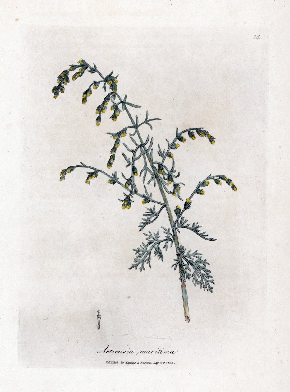 Ajenjo de mar, Artemisia maritima. Grabado en cobre coloreado a mano a partir de una ilustración botánica de James Sowerby de la obra de William Woodville y Sir William Jackson Hooker "Medical Botany", John Bohn, Londres. de James Sowerby