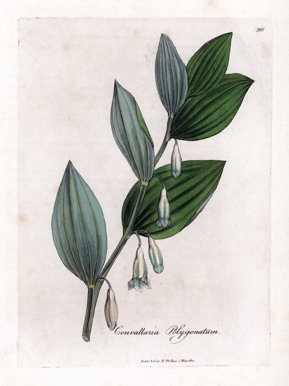 Sello de Salomón Multiflora - Sello de Salomón, Polygonatum multiflorum. Grabado en cobre coloreado a mano a partir de una ilustración botánica de James Sowerby de "Botánica Médica" de William Woodville y Sir William Jackson Hooker, John Bohn, Londres. de James Sowerby