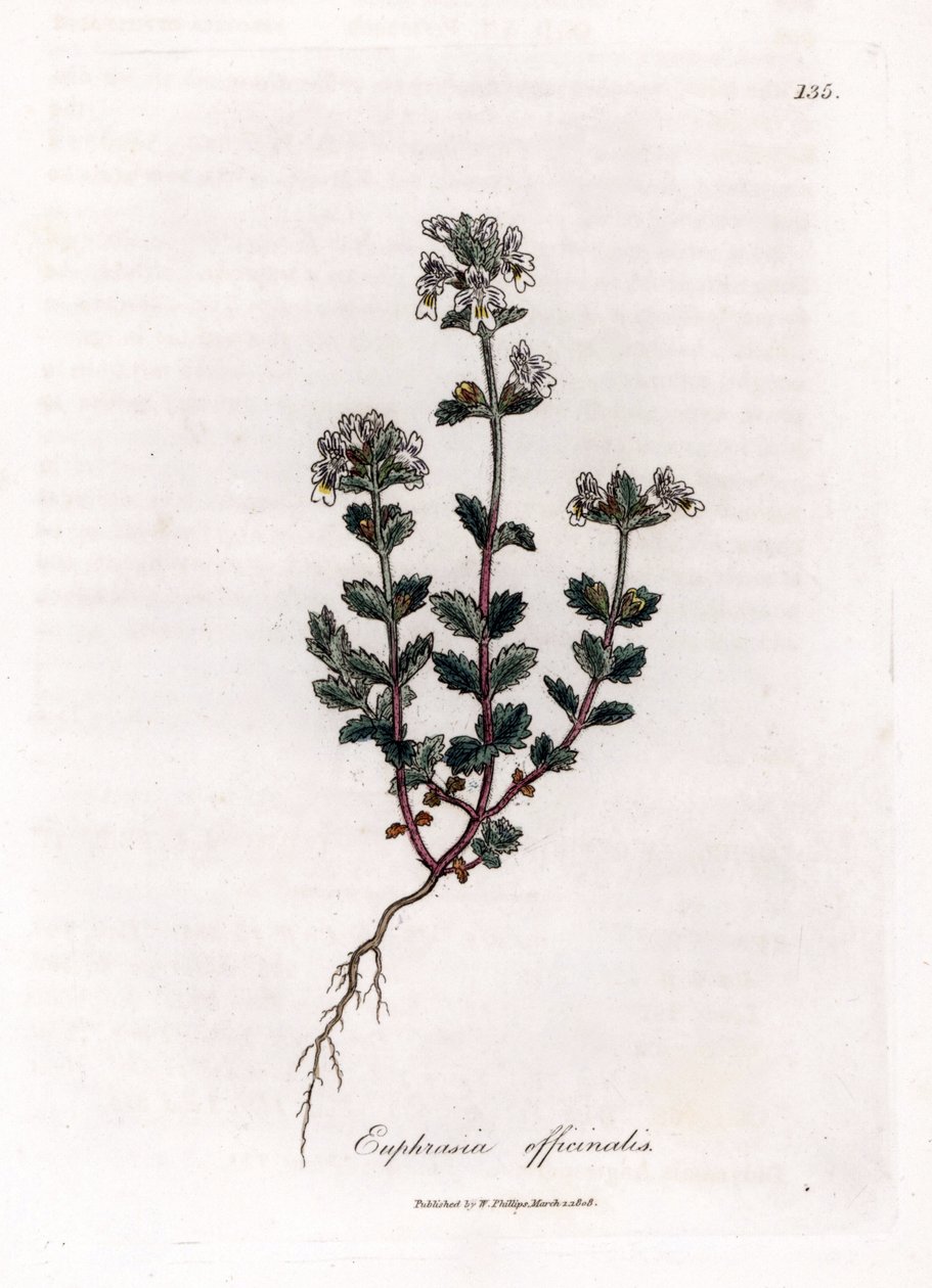 Hierba miope - Eufrasia común, Euphrasia officinalis. Grabado en cobre coloreado a mano de una ilustración botánica de James Sowerby extraída de "Medical Botany" de William Woodville y Sir William Jackson Hooker, John Bohn, Londres. de James Sowerby