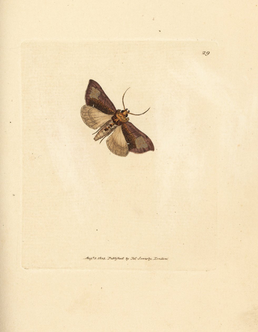 Thysanoplusia orichalcea (polilla bruñida de Yorkshire; Phalaena Noctua aerifera). Grabado en cobre coloreado a mano por James Sowerby de The British Miscellany, or Coloured figures of new, rare, or little known animal su de James Sowerby