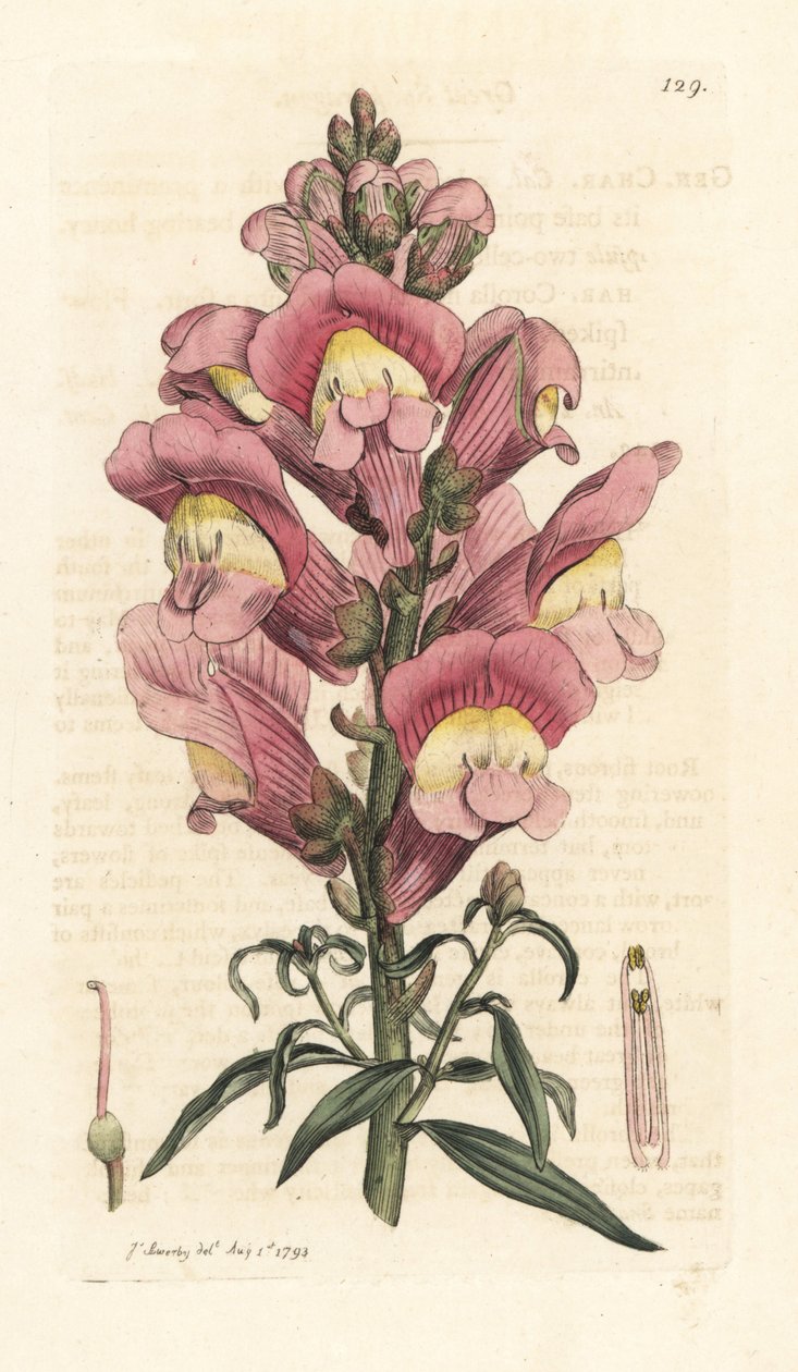 Snapdragon, Antirrhinum majus Grabado en cobre coloreado a mano según una ilustración de James Sowerby de James Smith