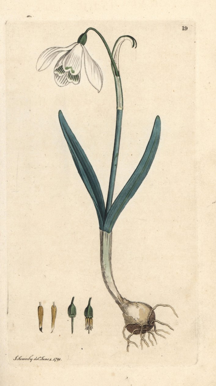 Campanilla de invierno, Galanthus nivalis. Grabado en cobre coloreado a mano según una ilustración de James Sowerby de James Smith
