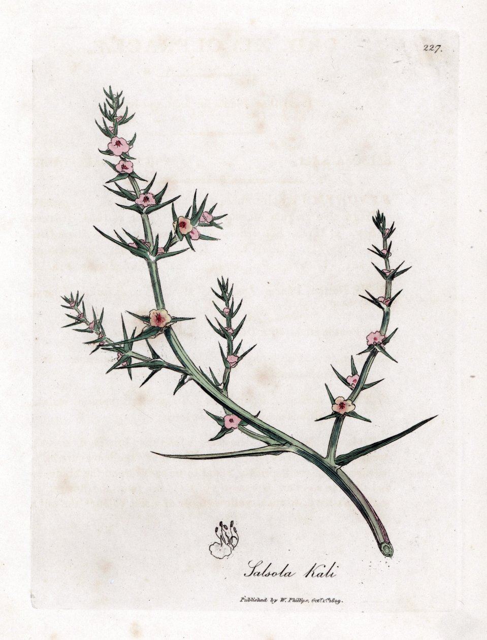 Soda brulee - Salicaria espinosa, Kali turgida. Grabado en cobre coloreado a mano de una ilustración botánica de James Sowerby extraída de la obra de William Woodville y Sir William Jackson Hooker "Medical Botany", John Bohn, Londres. de James Sowerby