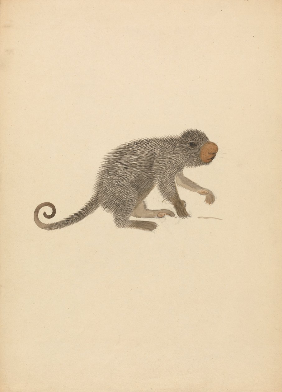 Puercoespín sudamericano de James Sowerby
