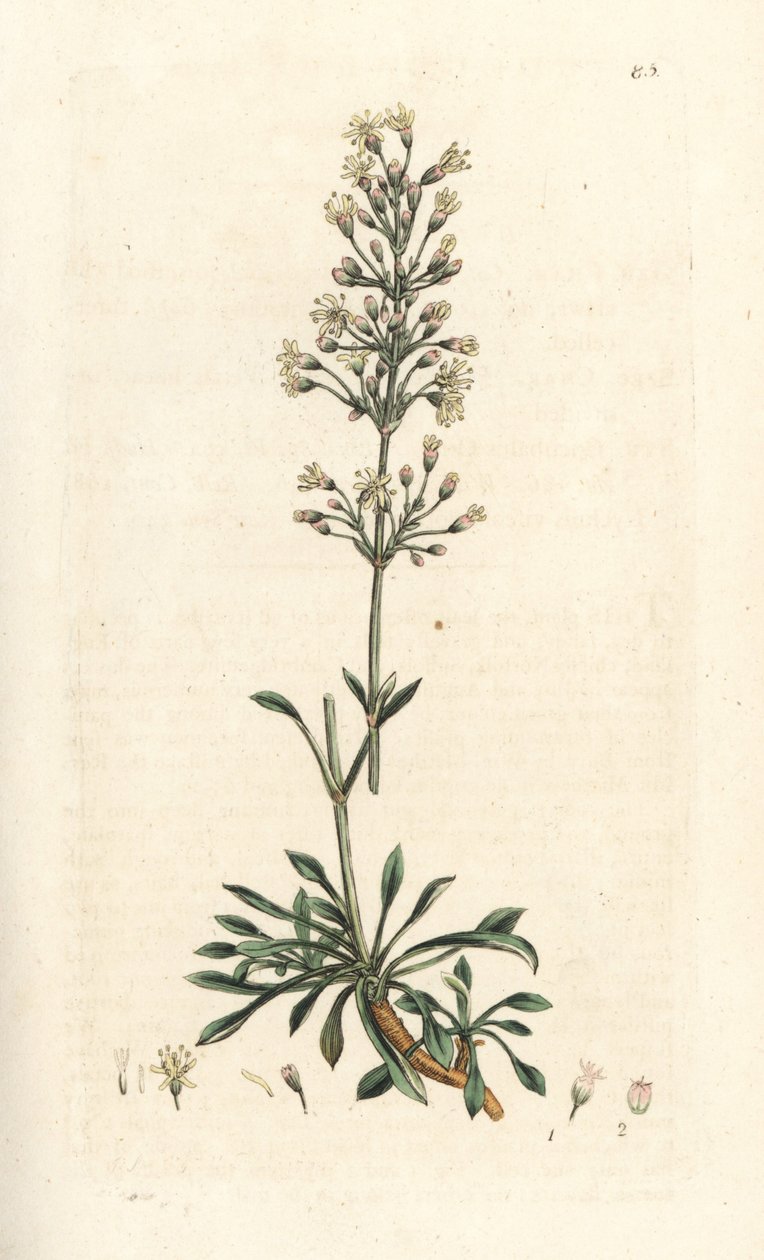 Spanish catchfly, Silene otites (Spanish campion, Cucubalus otites) (silene a hojas pequeñas) Grabado en cobre coloreado a mano según una ilustración de James Sowerby de James Smith