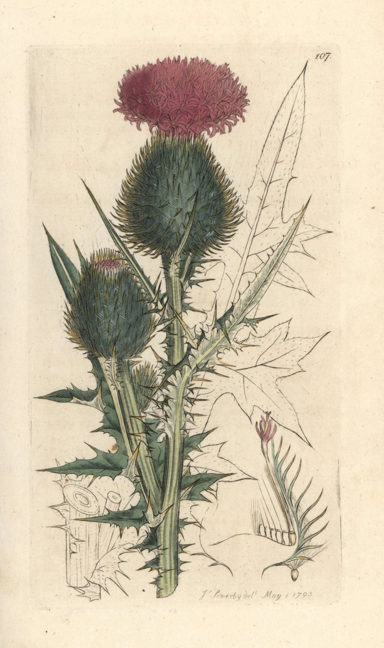 Cardo lanceolado, Cirsium vulgare (Carduus lanceolatus) (Cirse común) Grabado en cobre coloreado a mano según una ilustración de James Sowerby de Botánica inglesa de James Smith, Londres. de James Sowerby