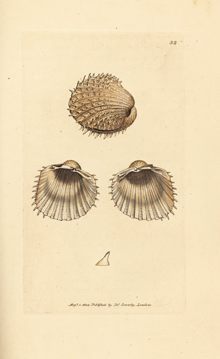 Berberecho espinoso, Acanthocardia aculeata (Cardium spinosum). Grabado en cobre coloreado a mano por James Sowerby de The British Miscellany, or Coloured figures of new, rare, or little known animal subjects. de James Sowerby