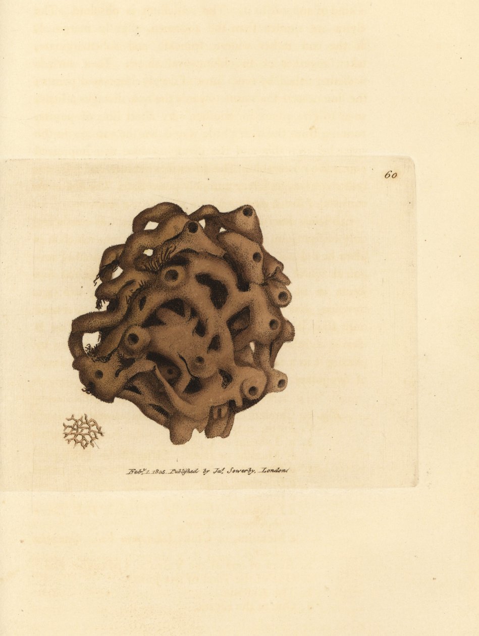 Esponja, Haliclona cinerea (Esponja cancelada, Spongia cancellata). Grabado en cobre coloreado a mano por James Sowerby de The British Miscellany, or Coloured figures of new, rare, or little known animal subjects. de James Sowerby