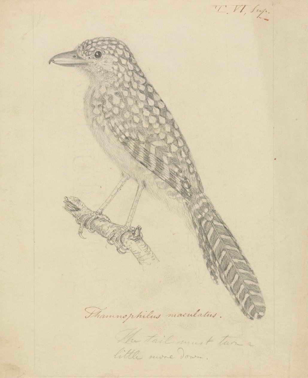 Alcaudón moteado de James Sowerby