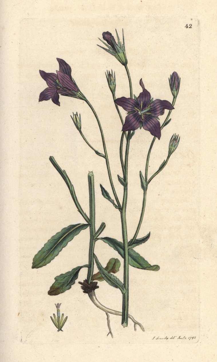 Campanula patula Grabado en cobre coloreado a mano según una ilustración de James Sowerby de James Smith