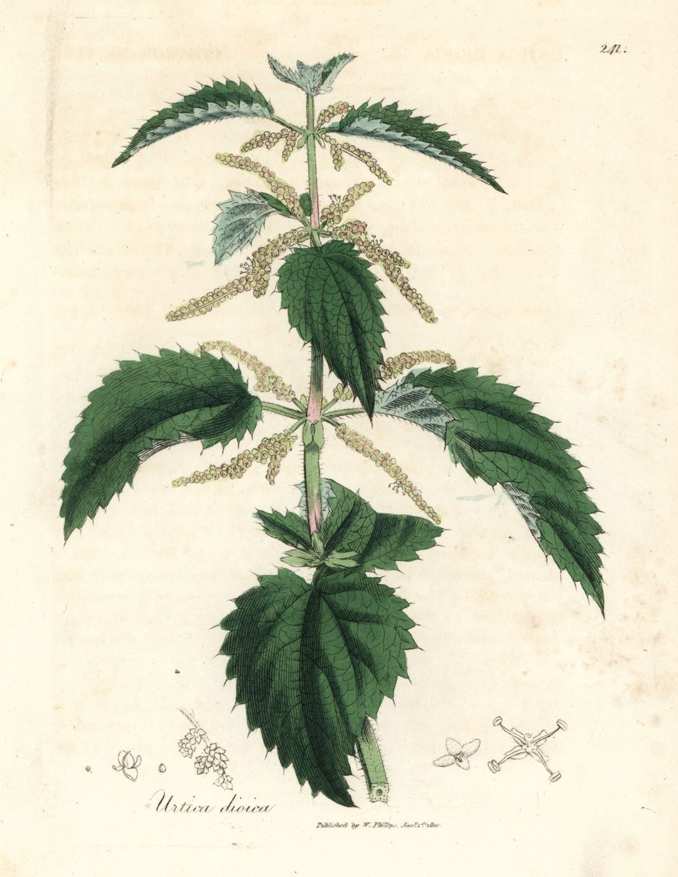 Ortiga, Urtica dioica de James Sowerby