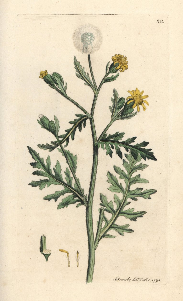 Stinking or sticky groundsel, Senecio viscosus (senecón viscoso) Grabado en cobre coloreado a mano según una ilustración de James Sowerby de James Smith