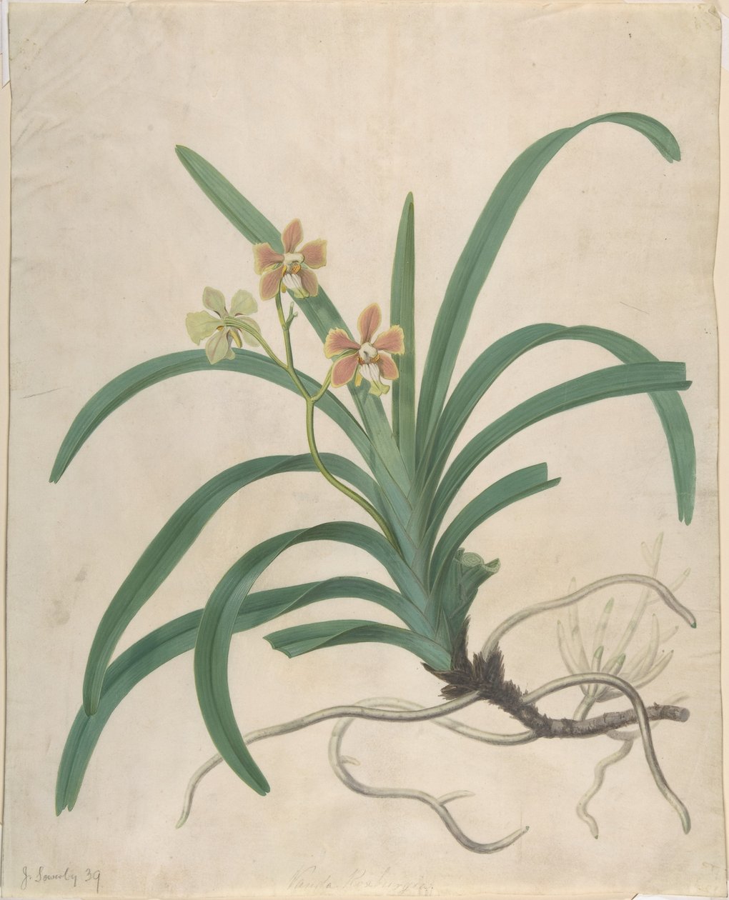 Estudio de una orquídea, «Vanda Roxburgia» de James Sowerby
