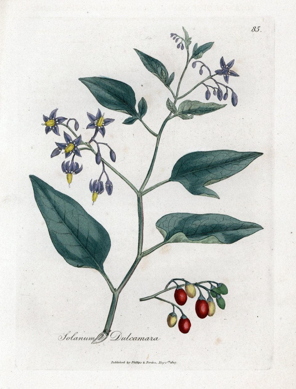 Belladona - Solanum dulcamara. Grabado en cobre coloreado a mano de una ilustración botánica de James Sowerby extraída de la obra de William Woodville y Sir William Jackson Hooker "Medical Botany", John Bohn, Londres. de James Sowerby