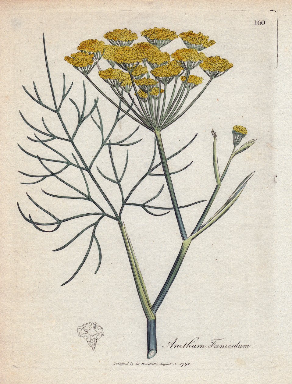 Hinojo dulce (o hinojo de Provenza). Grabado en cobre coloreado a mano a partir de un dibujo de James Sowerby (1757-1822), en Botanique Medicinale de James Sowerby