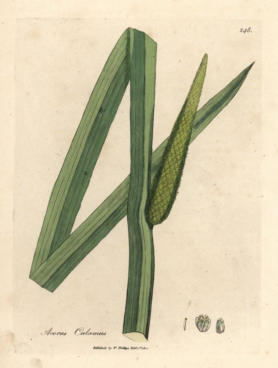 Dulce bandera, Acorus calamus de James Sowerby