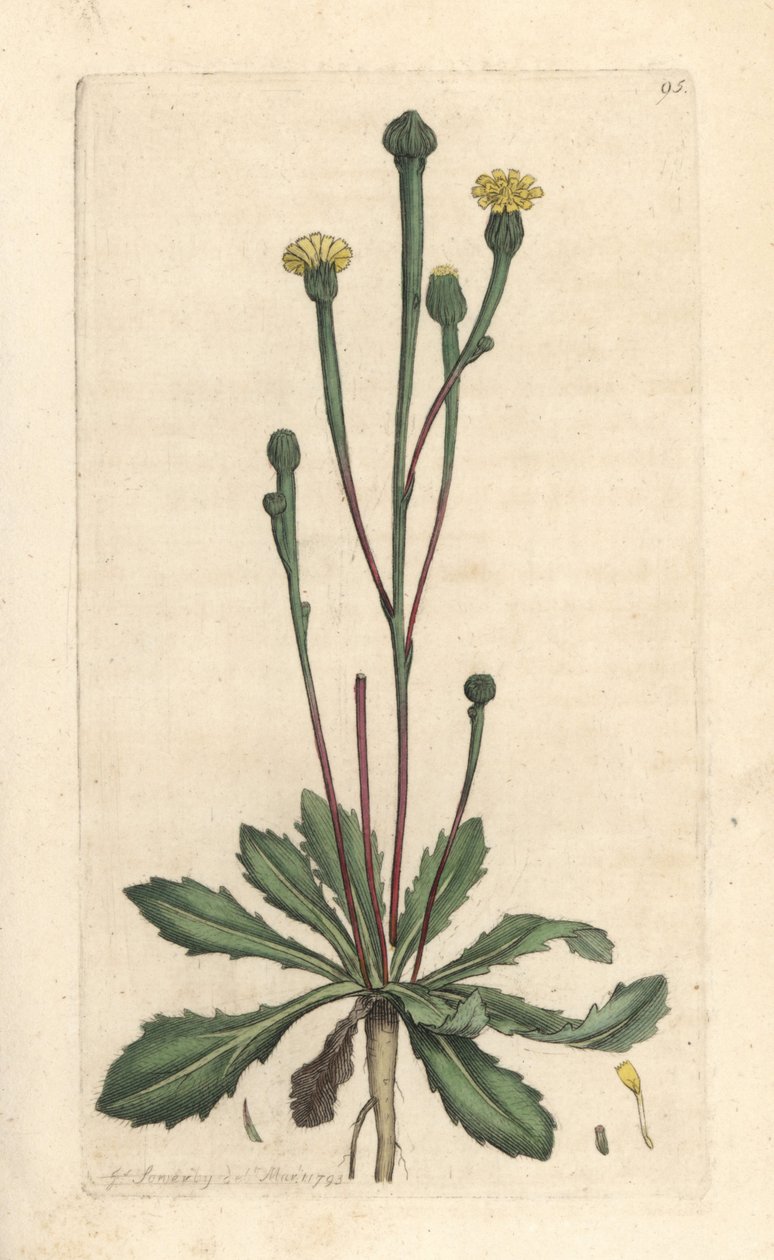 Sucoria de Swin, Arnoseris minima (Hyoseris minima). Grabado en cobre coloreado a mano según una ilustración de James Sowerby de James Smith