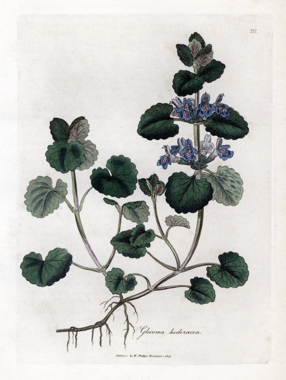 Hiedra terrestre - Ground ivy, Glecoma hederacea. Grabado en cobre coloreado a mano de una ilustración botánica de James Sowerby extraída de la obra de William Woodville y Sir William Jackson Hooker "Medical Botany", John Bohn, Londres. de James Sowerby