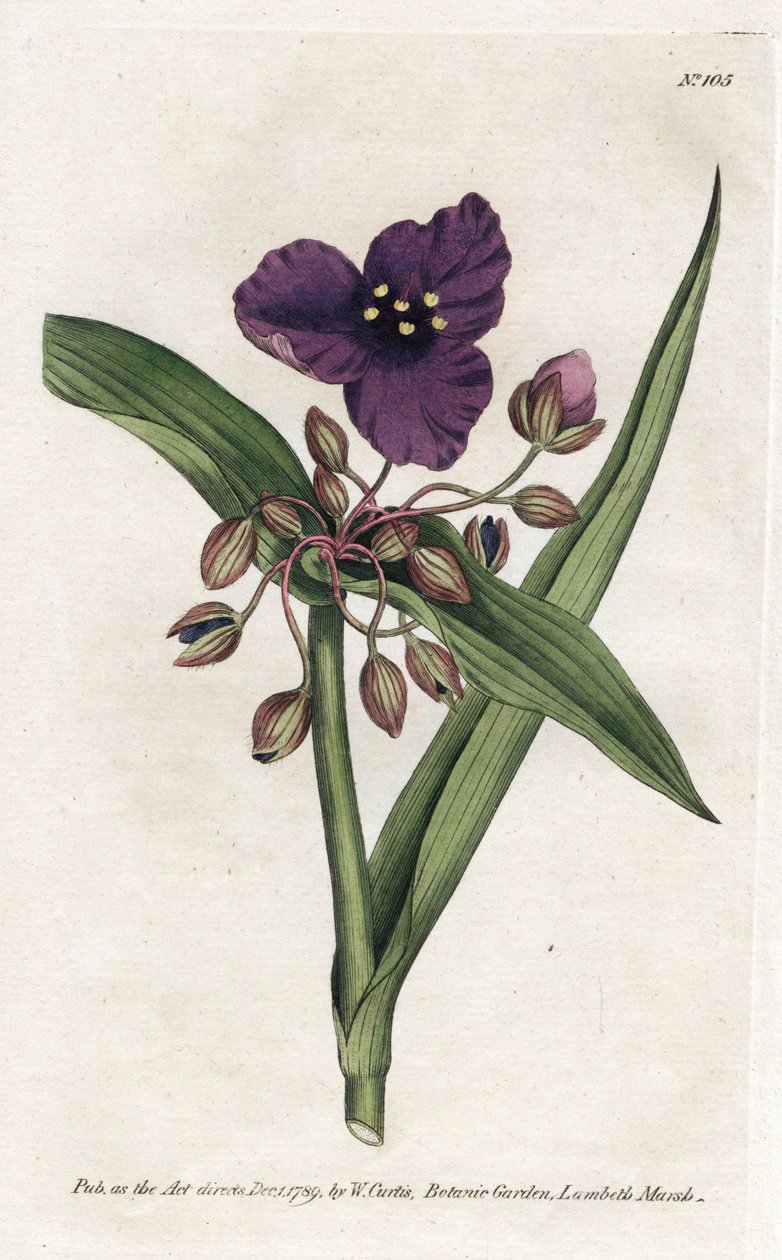 Tradescantia ou setcreasee - Litografía de James Sowerby (1757-1822), de William Curtis