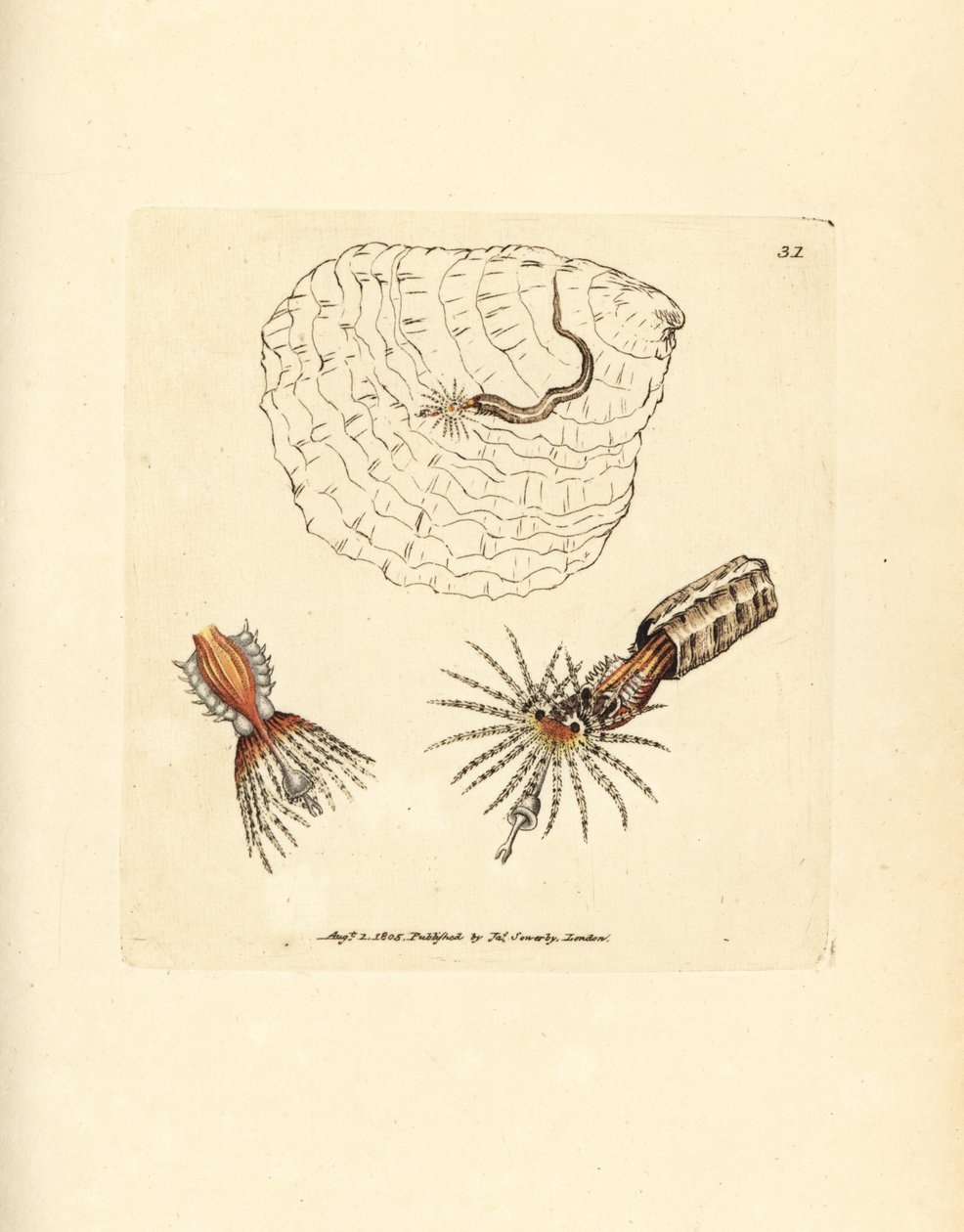 Gusano anélido constructor de tubos, Spirobranchus triqueter. Grabado en cobre coloreado a mano por James Sowerby de The British Miscellany, or Coloured figures of new, rare, or little known animal subjects. de James Sowerby