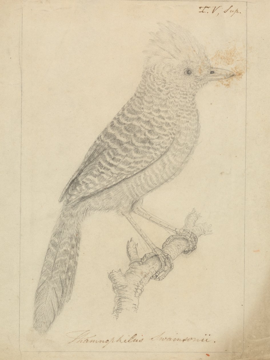Alcaudón moñudo de James Sowerby