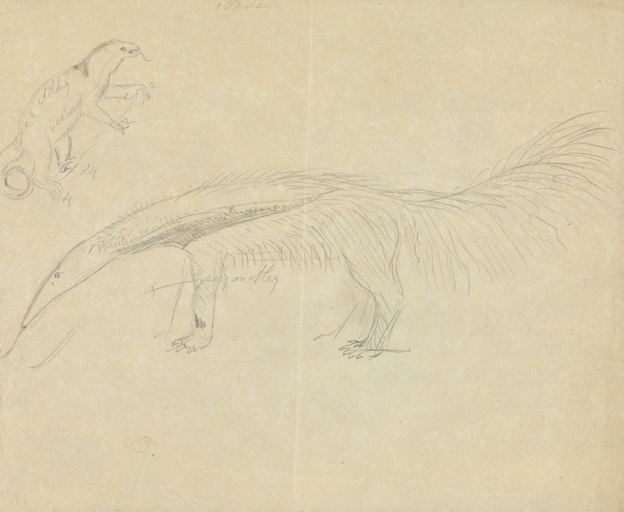 Dos osos hormigueros de James Sowerby