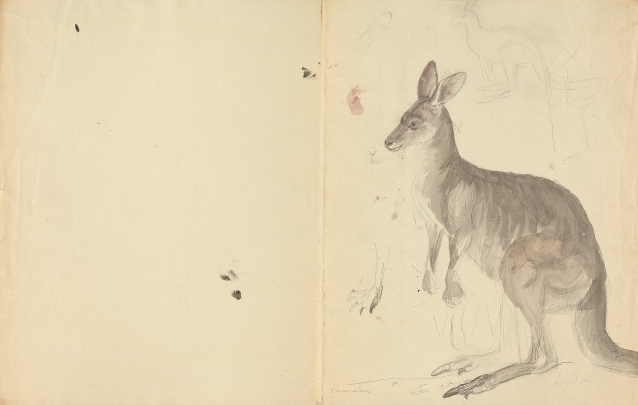 Dos canguros con detalles de James Sowerby